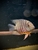 6FT SHUT DOWN, FISH MUST GO SA CICHLIDS & PLECOS