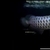 AAA SHOW GRADE MALAYSIAN GOLDEN AROWANA