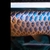 AAA SHOW GRADE MALAYSIAN GOLDEN AROWANA