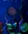 Ung Seng Lip Malaysian Discus for sale
