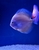 Ung Seng Lip Malaysian Discus for sale