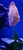Ung Seng Lip Malaysian Discus for sale