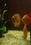 Ung Seng Lip Malaysian Discus for sale