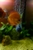 Ung Seng Lip Malaysian Discus for sale