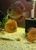 Ung Seng Lip Malaysian Discus for sale