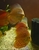 Ung Seng Lip Malaysian Discus for sale