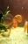 Ung Seng Lip Malaysian Discus for sale