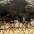 15 large clown loaches