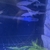 Yoyo loaches pakistani loachs x6