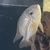 6FT SHUT DOWN, FISH MUST GO SA CICHLIDS & PLECOS