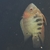 6FT SHUT DOWN, FISH MUST GO SA CICHLIDS & PLECOS