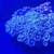 Large Zoa Garden