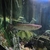 African Pike for sale..Offers or part exchange for a stingray.