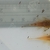 Bristlenose Pleco, Snail, Guppies & Shrimp.