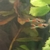 Bristlenose Pleco, Snail, Guppies & Shrimp.
