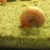Bristlenose Pleco, Snail, Guppies & Shrimp.