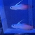 True Bonded Pair of Red Firefish