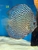 18 Top Quality Discus