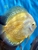 18 Top Quality Discus