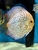 18 Top Quality Discus
