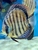 18 Top Quality Discus