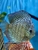 18 Top Quality Discus