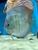 18 Top Quality Discus