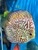 18 Top Quality Discus