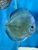 18 Top Quality Discus