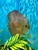 18 Top Quality Discus