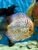 18 Top Quality Discus