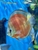18 Top Quality Discus