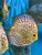 18 Top Quality Discus