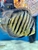 18 Top Quality Discus