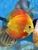 18 Top Quality Discus