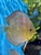18 Top Quality Discus