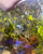 Mancapuru angelfish for sale 2 inch