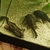 Bristlenose Pleco, Snail, Guppies & Shrimp.