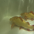 Platinum Red Tail Catfish Plat RTC Collection Only - will sell separately