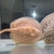 Leucistic key stingray pups UK bred £650