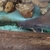 armoured sea catfish, Hemiarius stormii for sale ,£250 or swap