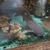 armoured sea catfish, Hemiarius stormii for sale ,£250 or swap