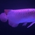 SOLD SOLD Super red arowana 20 inch