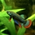 Wild Type - Betta Imbellis