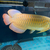 VIP Super Red Arowana