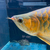 VIP Super Red Arowana