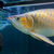 VIP Super Red Arowana