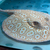 Adult Stingrays - BD,Golden Base & Albino Pearl