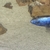 African cichlid blue haps group for sale