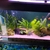 Full tank set up